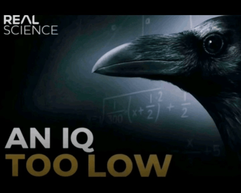 city iq test